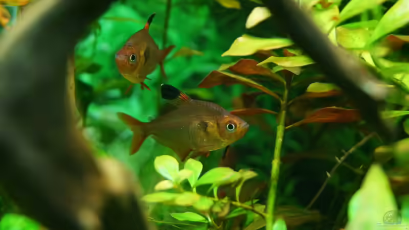 Aquarien mit Hyphessobrycon sweglesi (Roter Phantomsalmler)