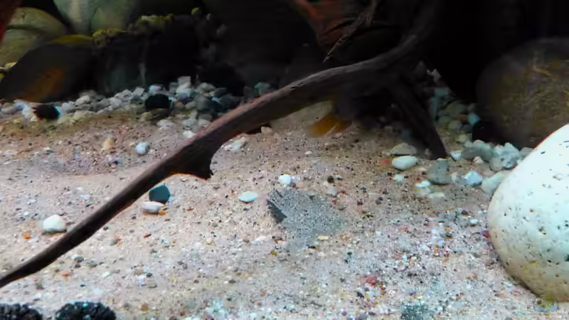 Hypoclinemus mentalis im Aquarium halten (Einrichtungsbeispiele für Peru-Süsswasserflundern)