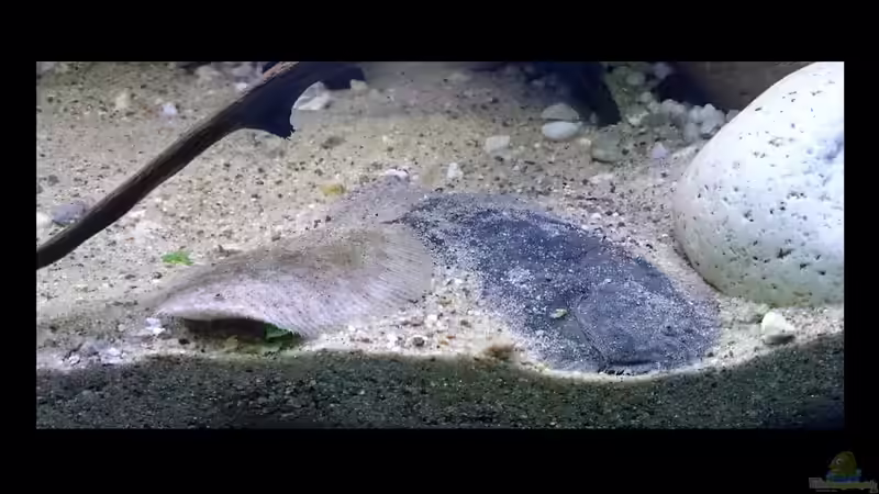 Hypoclinemus mentalis im Aquarium halten (Einrichtungsbeispiele für Peru-Süsswasserflundern)