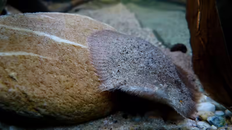 Hypoclinemus mentalis - Peru-Süßwasserflunder 11.06.16 von ~Marco~ (21)