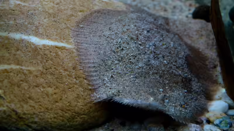Hypoclinemus mentalis im Aquarium halten (Einrichtungsbeispiele für Peru-Süsswasserflundern)