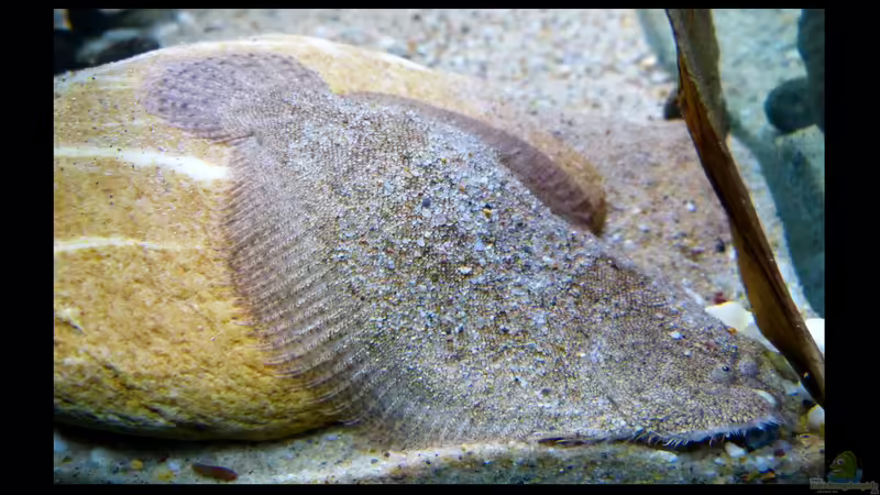 Hypoclinemus mentalis - Peru-Süßwasserflunder 11.06.2016 von ~Marco~ (23)