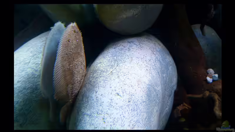 Hypoclinemus mentalis - Peru-Süßwasserflunder 11.06.2016 von ~Marco~ (24)