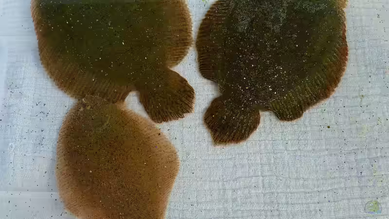 Hypoclinemus mentalis - Peru-Süßwasserflunder 31.05.2016 von ~Marco~ (33)