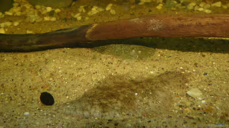 Hypoclinemus mentalis - Peru-Süßwasserflunder 31.05.2016 von ~Marco~ (36)