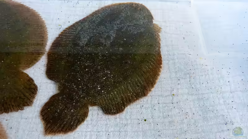 Hypoclinemus mentalis im Aquarium halten (Einrichtungsbeispiele für Peru-Süsswasserflundern)