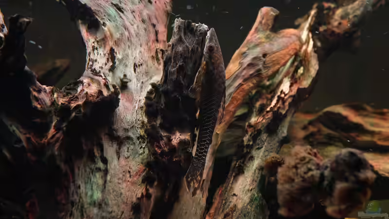 Hypoptopoma gulare im Aquarium halten (Einrichtungsbeispiele für Hypoptopoma gulare)