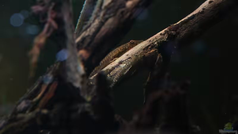 Hypoptopoma gulare und Oxyropsis carinata von Philip (43)