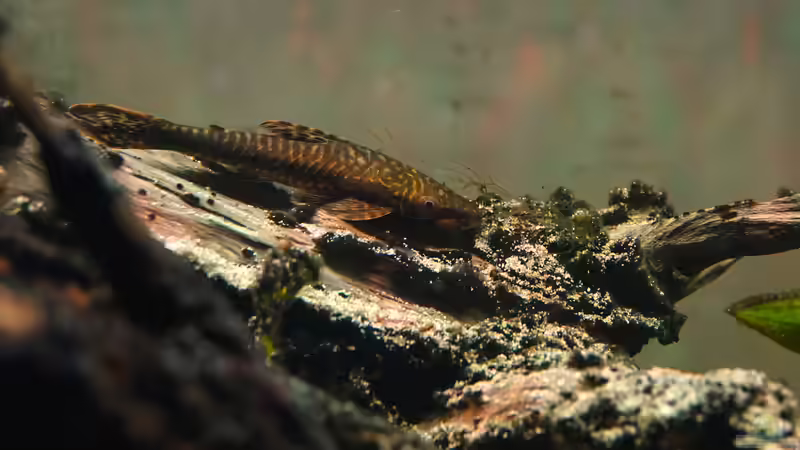 Hypoptopoma gulare von Philip (39)