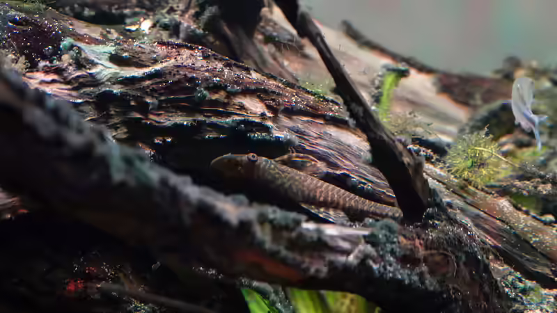 Hypoptopoma gulare von Philip (42)