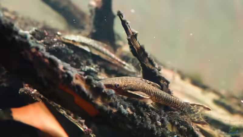 Oxyropsis carinata im Aquarium halten (Einrichtungsbeispiele für Kiel-Harnischwelse)