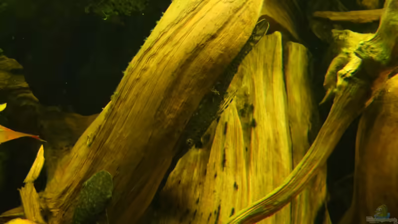 Hypoptopoma von Jan S. (37)