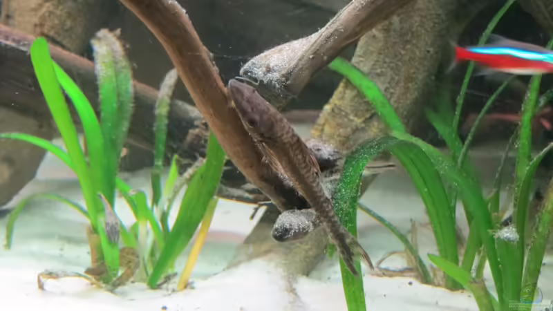 Hypoptopoma von Jan S. (57)