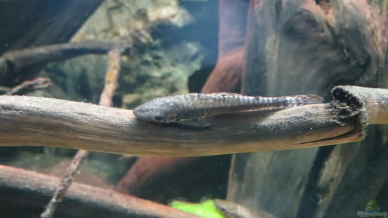 Hypoptopoma von Jan S. (59)