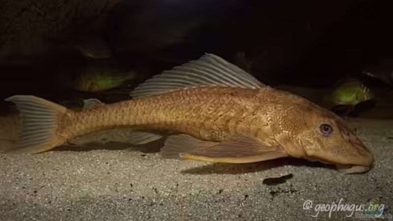 Hypostomus plecostomus von ajot (19)