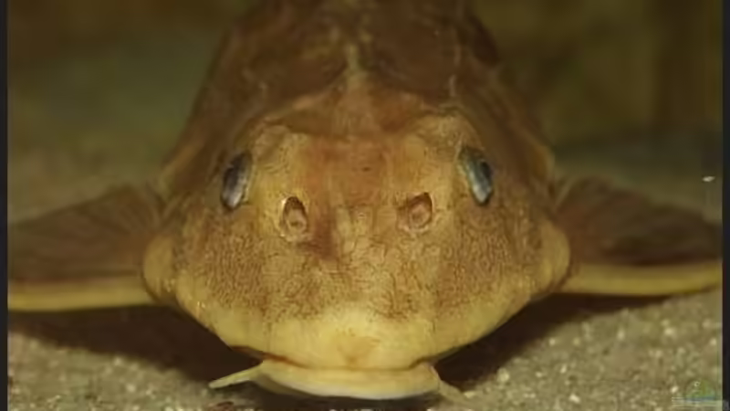 Hypostomus plecostomus von ajot (30)