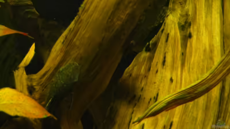 Hypotopoma von Jan S. (36)