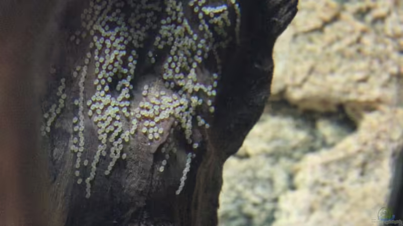 hypselecara-Gelege von AlexDhc (36)