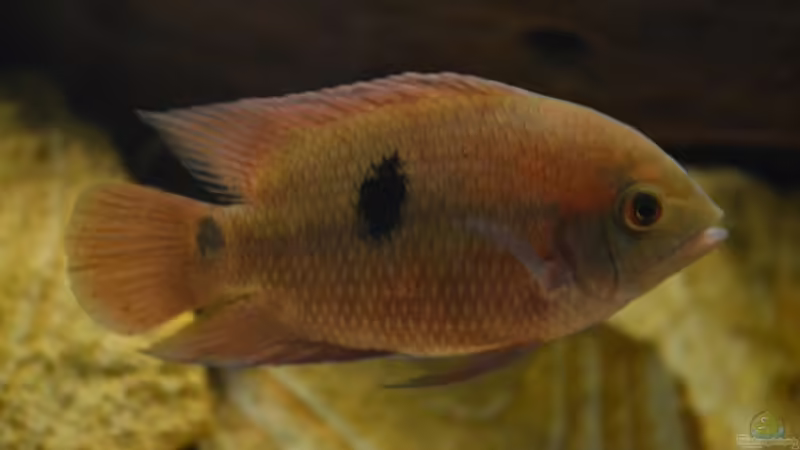 Hypselecara temporalis ´Kolumbien´: Der Körper wird grün und die Flossen sowie von GGuardiaNN (96)