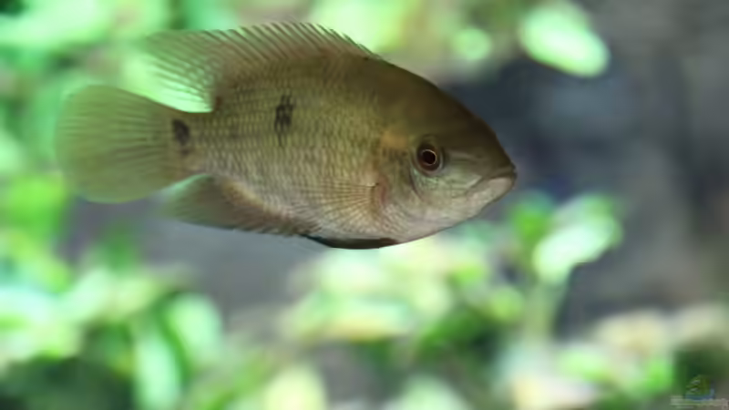 hypselecara temporalis nachzucht von AlexDhc (38)