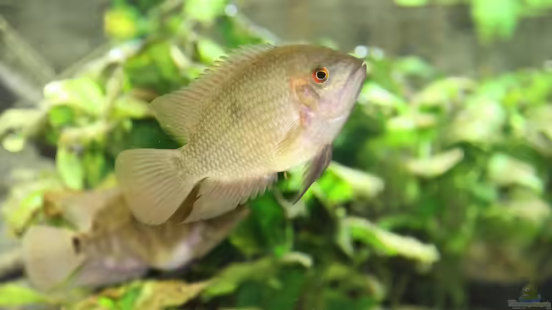 Hypselecara temporalis im Aquarien halten (Einrichtungsbeispiele für Smaragd-Buntbarsch)