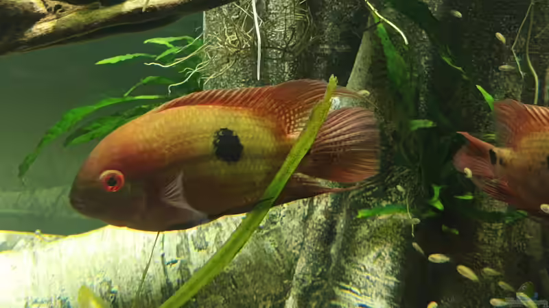 Hypselecara temporalis Peru mit Nachwuchs von JonnyGranato (14)