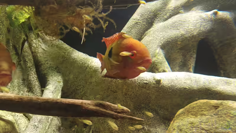 Hypselecara temporalis Peru mit Nachwuchs von JonnyGranato (9)