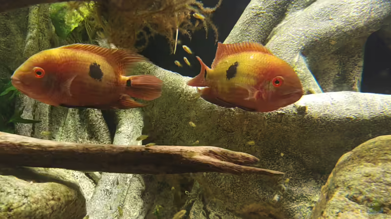 Hypselecara temporalis im Aquarien halten (Einrichtungsbeispiele für Smaragd-Buntbarsch)
