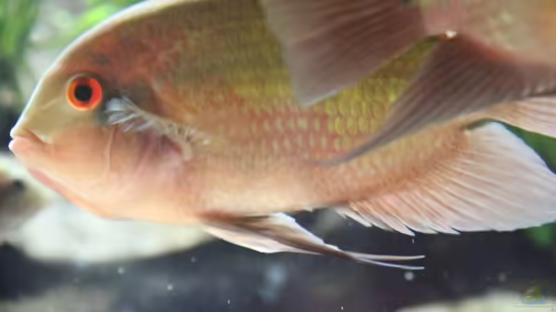 hypselecara temporalis von AlexDhc (31)