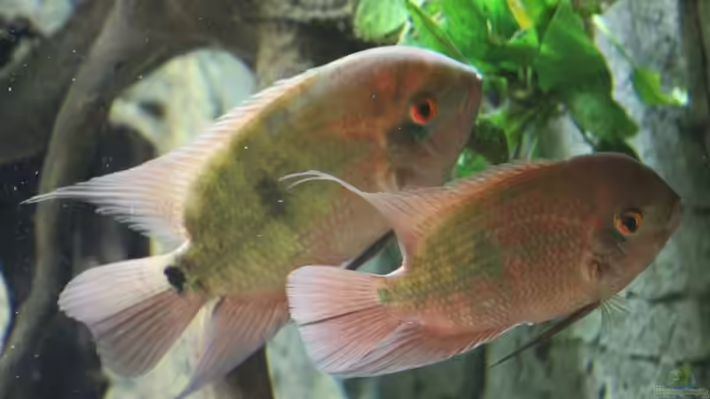 Hypselecara temporalis im Aquarien halten (Einrichtungsbeispiele für Smaragd-Buntbarsch)