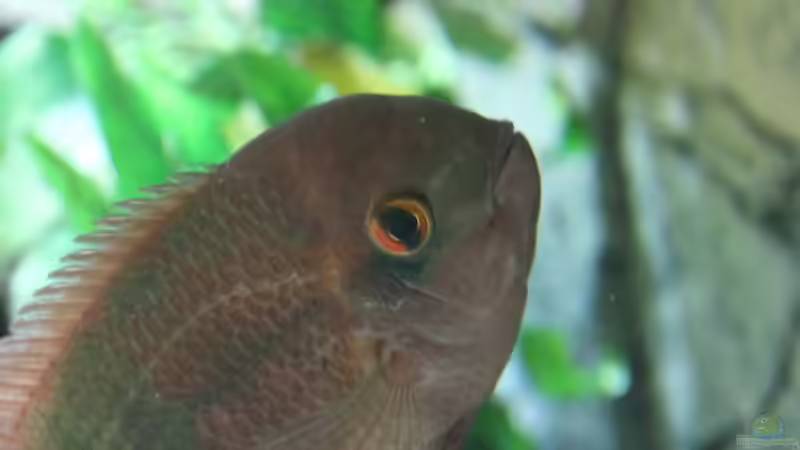 Hypselecara temporalis im Aquarien halten (Einrichtungsbeispiele für Smaragd-Buntbarsch)