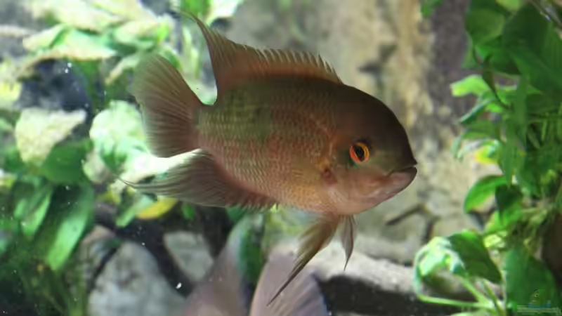 Hypselecara temporalis im Aquarien halten (Einrichtungsbeispiele für Smaragd-Buntbarsch)