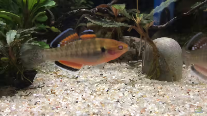 Hypseleotris compressa im Aquarium halten (Einrichtungsbeispiele für Kaisergrundeln)