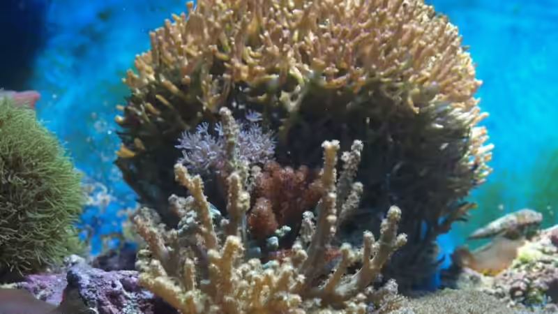 Hystrix November 08 von lex2lex (14)