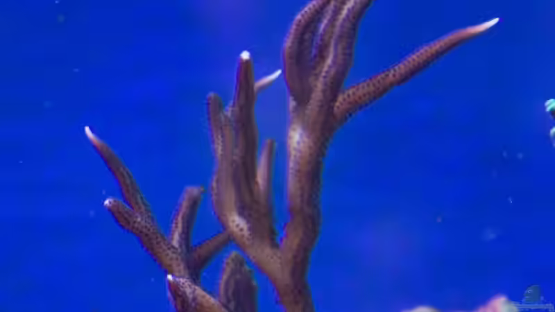 Hystrix von Azalee (8)