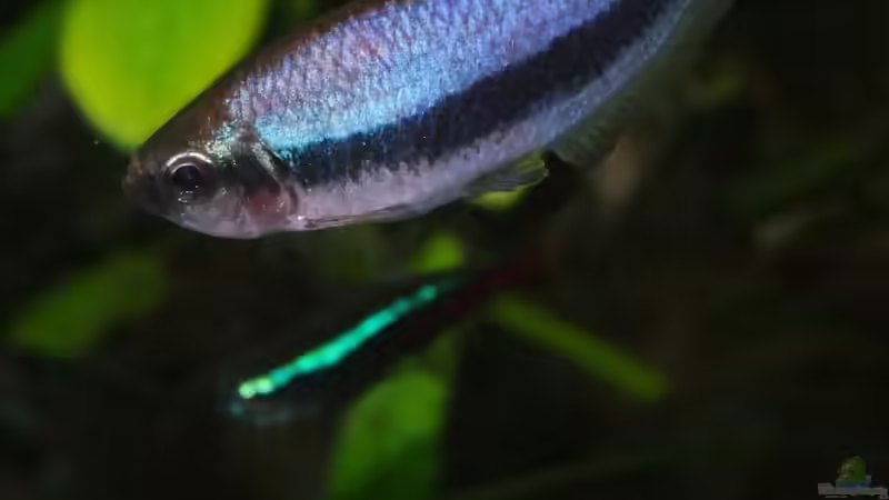 I. kerri & P. inessi von TDG (40)