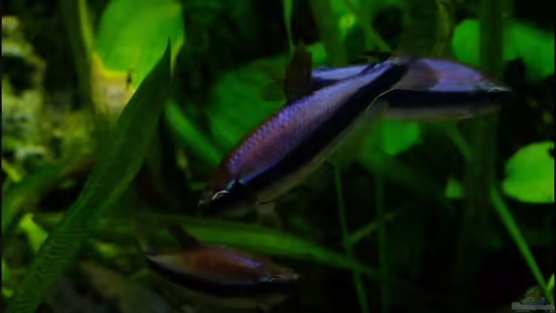 I. kerri imponieren von TDG (26)