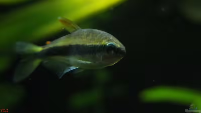 I. kerri Weibchen von TDG (36)