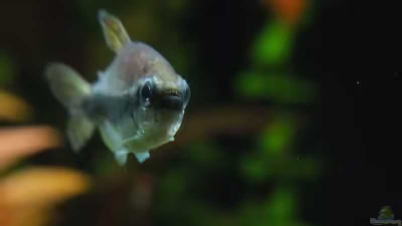 I. kerri zeigt die Zähne von TDG (35)