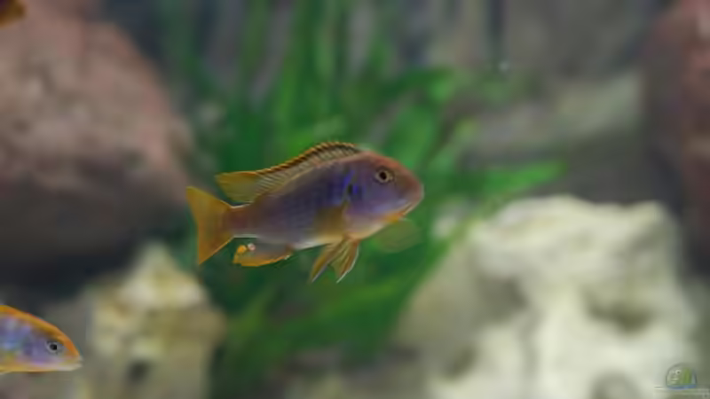 I. sprengerae von Swen Rengers (5)