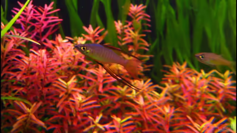 I. werneri adultes Männchen (größtes und dominantes Männchen der Gruppe) von Mel&Marc (35)