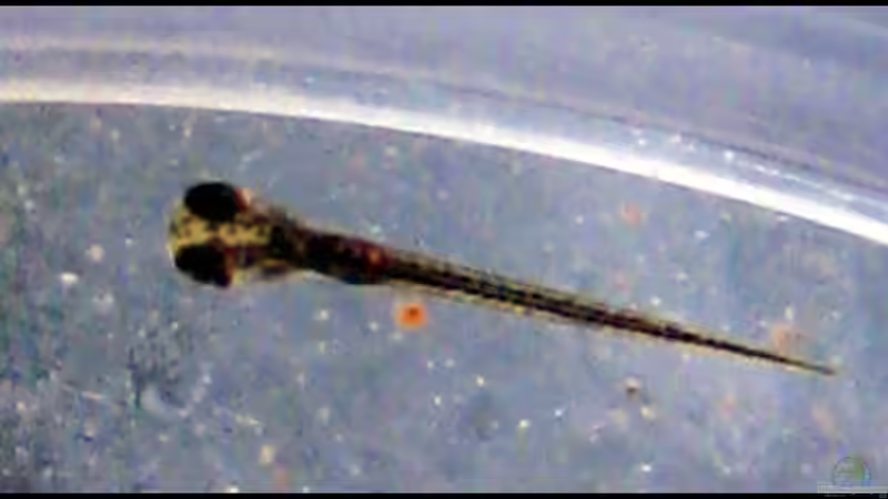 I. werneri Jungfisch ca. 2mm von Mel&Marc (40)