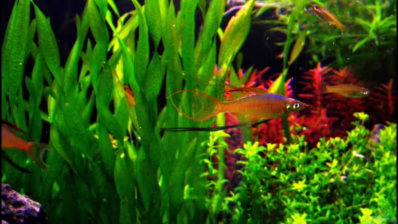 I. werneri Männchen von Mel&Marc (34)