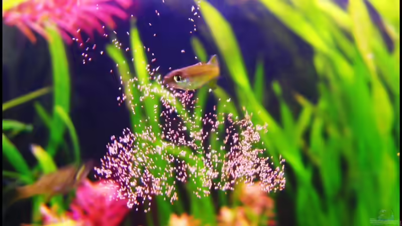 I. werneri von Mel&Marc (37)