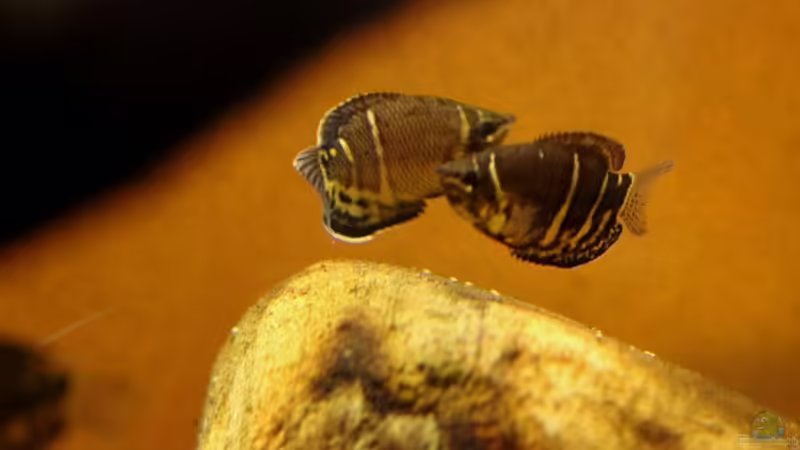 I do not like the black spots on the skin of guramis von lomarraco (154)