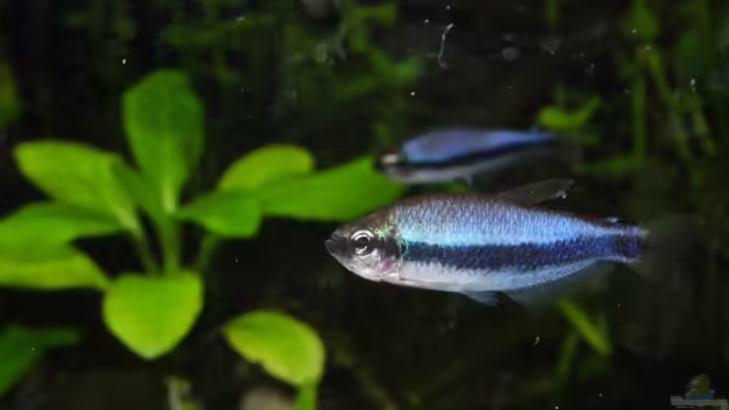 I kerri und die dreckige Scheibe von TDG (42)