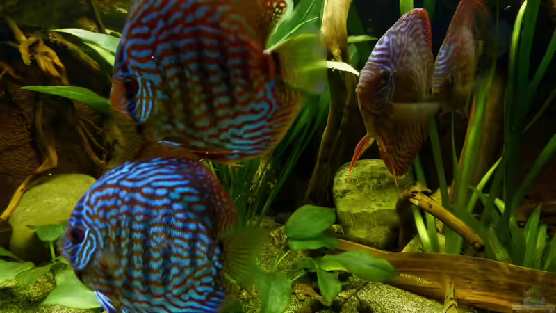 I like it! 17.12.12, wenn auch etwas ´ramboniert´ 17.12.12 von ~Marco~ (31)