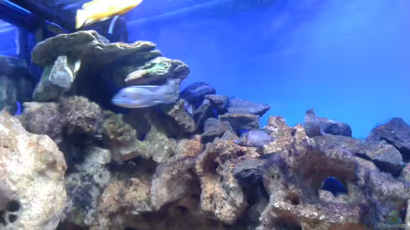 i200 Innenfilter gut versteckt und Diffusor vom e1500 Aussenfilter von Malawi-Dude (13)