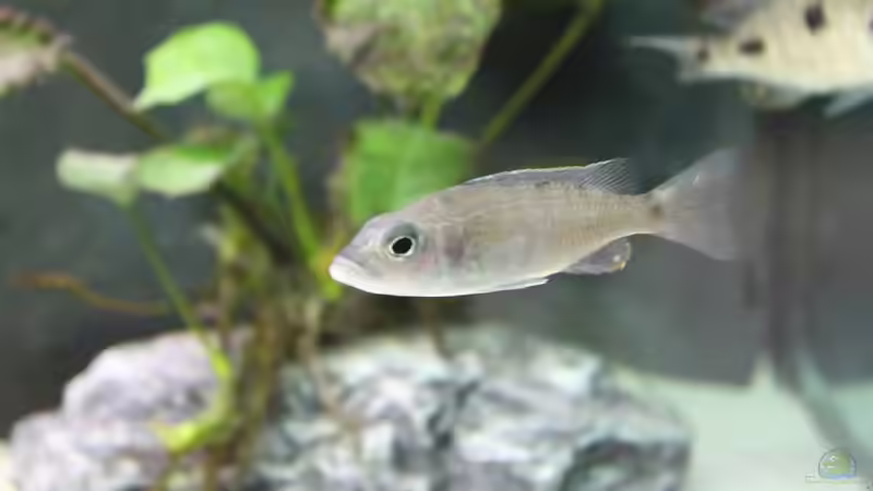 Iceberg Mädel von Vision112 (29)