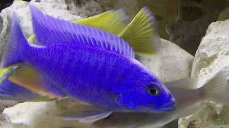 Iceberg mit ca. 11cm von Kay Bumann (15)